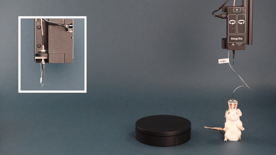 ONIX Headstage Neuropixels 1.0e — Open Ephys